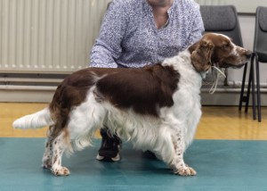 Special Beginners Dog